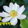 경기도 시흥여행 관곡지 시흥연꽃테마파크