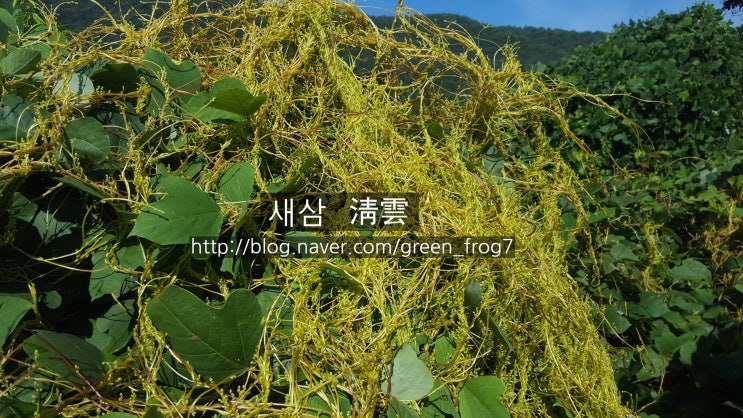 새삼. 새삼 효능. 3대 항암 약초. 토사자. 실새삼. : 네이버 블로그