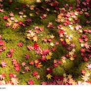 가을 배경화면 | 가을 풍경 사진 & 가을 풍경 이미지 모음