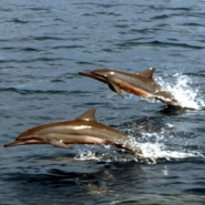 괌 돌핀크루즈 할인 특가로 야생돌고래 돌핀워칭