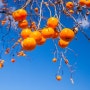 가을을 대표하는 감잎차, 비타민 C 가득