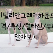 이탈리안 그레이하운드 모든 것 성격 / 특징 / 털빠짐 / 유래 알아보기[Italian Greyhound]