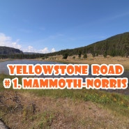 [옐로우스톤 8자도로 #1 Mammoth Hot Springs→Norris Area] 맘모스 핫스프링스에서 노리스지역으로 가는 길에 볼 수 있는 알려지지 않은 곳 공개!
