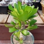 초록색 하트모양의 잎이 매력인 '포이소이'(Euphorbia poissonii)