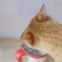 고양이 면역력 키워주는 반랩 유산균 쉽게 먹이기