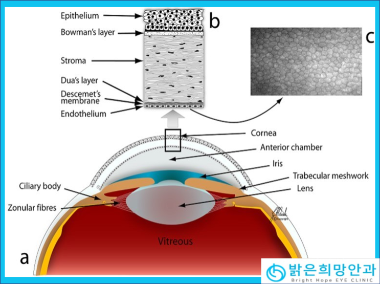 중랑구 사가정 밝은희망안과 각막내피세포검사기 도입!!! : 네이버 블로그