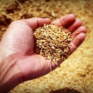 알리바바, 쌀 관리에 블록체인 기술 활용한다