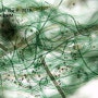 빗물이 만들어낸 '생물막(biofilm) 속의 작은 생태계' (현미경 관찰)