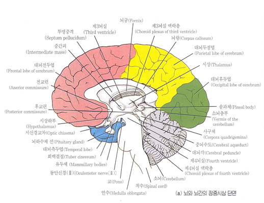 간뇌 : 네이버 블로그