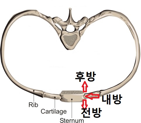 늑골변위(Ribs subluxation) : 네이버 블로그