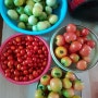 토마토 여러 종류 Các loại cà chua~