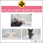 #[고양이중성화,해운대동물병원] 니니,요나,끼유의 중성화수술이야기,,/해운대플러스동물병원