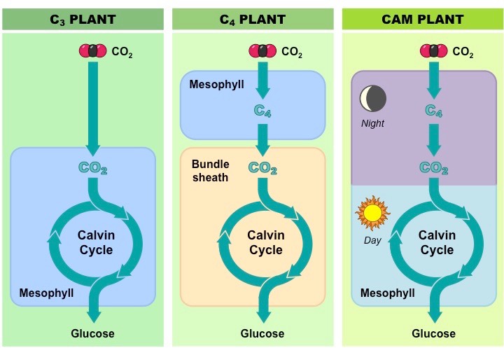 C3 C4 CAM c3-c4-cam