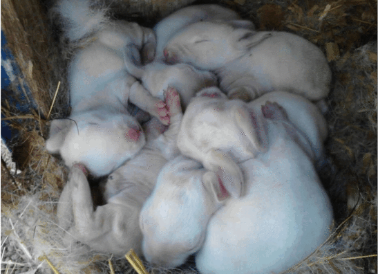 (토끼 출산 170탄) 토끼 임신 기간과 분만 : 네이버 블로그