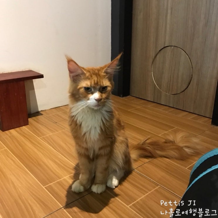 [앙헬레스 가볼만한 곳] 고양이 카페 "Coffee Cat"