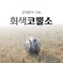 회색코뿔소 위기에 주목!