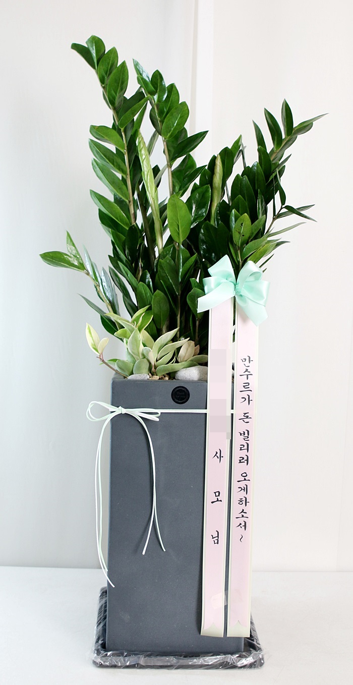 개업축하화분 문구 아이디어 굳 : 네이버 블로그