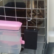 일본 뱅갈 고양이 검역 항공운송 나리타 입국