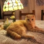 숙대카페 꽃고비 ; 예쁜 고양이와 함께 티타임
