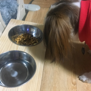 [페인트인포] 강아지 고양이 식탁