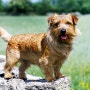 [반려견품종] 노퍽 테리어 (Norfolk Terrier)
