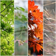 봄,여름,가을,겨울 낙엽과 인생
