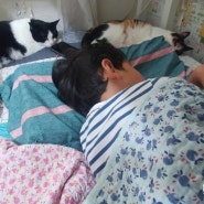 [초딩과 고양이] 침대는 언제나 좁다