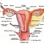 Female Reproductive System여성생식계통_Internal:Adnexa 중 {나팔관•자궁관•난관 Fallopian tube;Uterian tube;Oviduct}