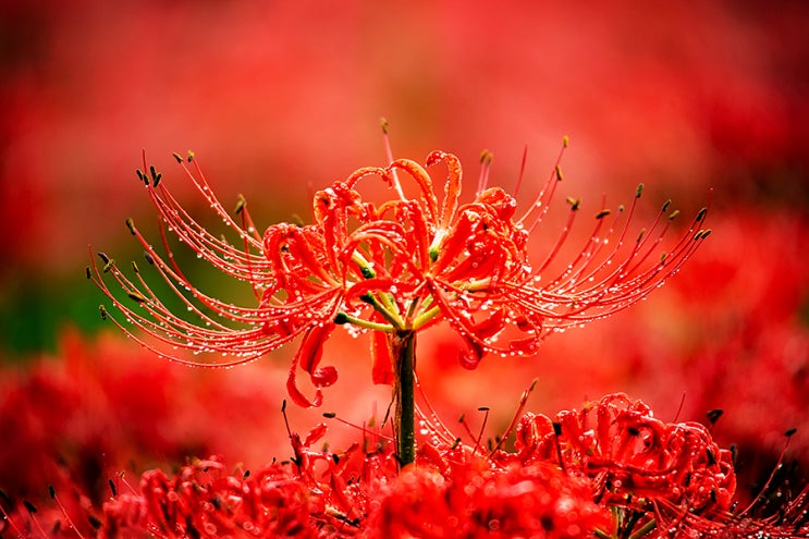 September Red : 네이버 블로그