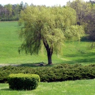 화이트윌로우껍질추출물(Salix Alba (Willow) Bark Extract) - 화장품 성분