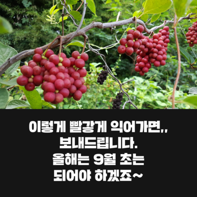 거창오미자 2018 수확시기 및 판매가격 / 거창오미자열매 10Kg 가격정보 : 네이버 블로그