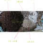 흙만들기 / 사랑초 구근심기/ 물주기