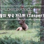 #7. 캐나다 로키 캠핑 여행/Japer(자스퍼) / Miette Hot Springs(미에트핫스프링)/Wapiti campground (와이피캠핑장) : 동물의 왕국 자스퍼