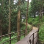 미래사 편백나무숲