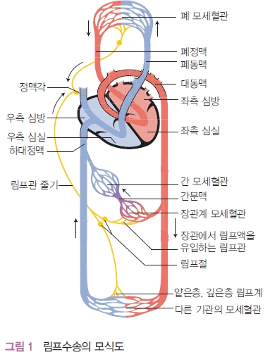 림프 해부학 : 네이버 블로그