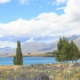 [뉴질랜드 여행] 4일간 머물며 본 테카포 호수의 이모저모