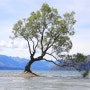 [뉴질랜드 여행] 맘껏 물놀이하며 쉬는 휴양지 와나카 호수