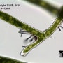 마리모, 몽실몽실 귀여운 녹조류 (현미경 관찰)