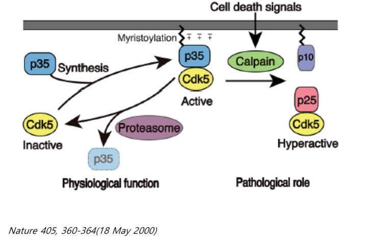 Cdk5(Cyclin-dependent kinase 5) : 네이버 블로그