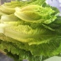 로메인 상추(Romaine Lettuce) 주의보