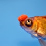 화방 / PomPon Goldfish