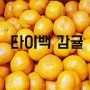 제주도 타이백 감귤 / 타이백귤