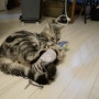 고양이장난감 :: 재이팩토리 오징어인형