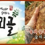 고창 설창 솔뫼골 "황토마"