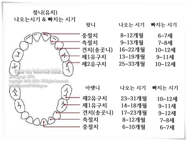 유치 빠지는 순서 & 영구치 나는 시기 (7살 드뎌 빠지기 시작!) : 네이버 블로그 유치 빠지는 순서 & 영구치 나는 시기 (7살 드뎌 빠지기 시작!) : 네이버 블로그