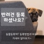 반려견등록 하셨나요? _ 애견친구 동물등록제 및 반려견 등록 비용 정보 공유