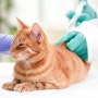 애묘인 늘면서 유기 고양이도 급증…동물등록 의무화 추진