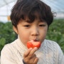 세종시 가볼만한곳 아이들과 최고로 맛있는 딸기체험