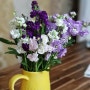 스토크/비단향꽃무 향기좋은 꽃
