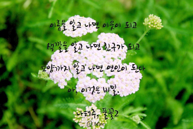[시] 나태주님의 '풀꽃 2, 3' : 네이버 블로그